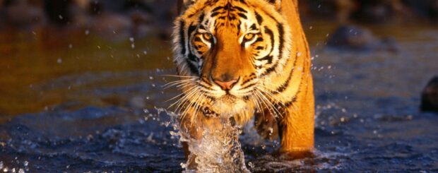 Tiger in Ranthambore